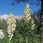 Antica Quercia Апартаменты *
