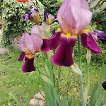 Апартаменты Antica Quercia *