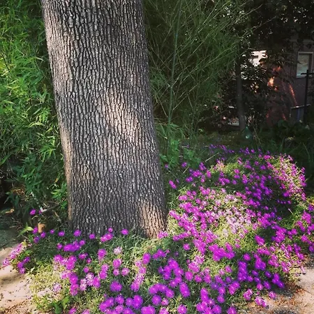 Antica Quercia Apartment