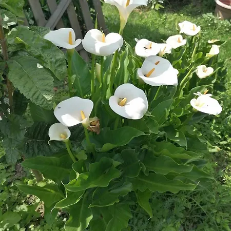 Apartment Antica Quercia