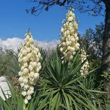 Antica Quercia Appartamento *