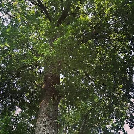 Antica Quercia * Avigliana