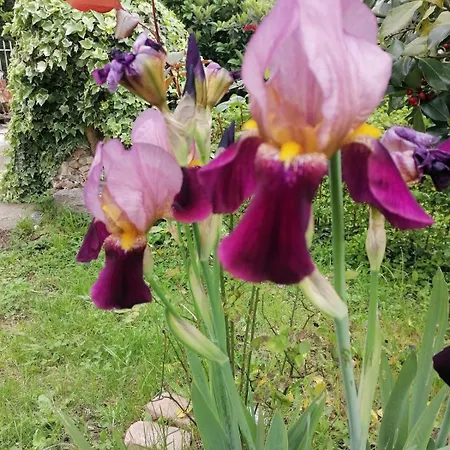 Apartment Antica Quercia *